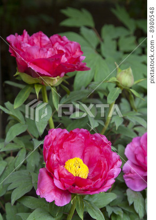 Spring peony in Tokyo Ueno Toshogu Shrine 8980548