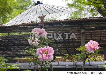 在東京上野Toshogu寺廟的春天牡丹 8980569