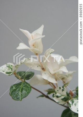 Goshikikazura 8980935