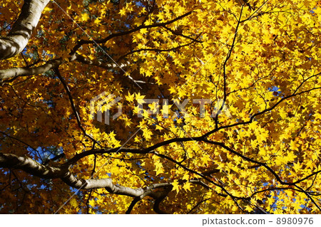 November leaves Momiji-maple family 48 yellow leaves November leaves Momiji-maple family 48 yellow leaves 8980976