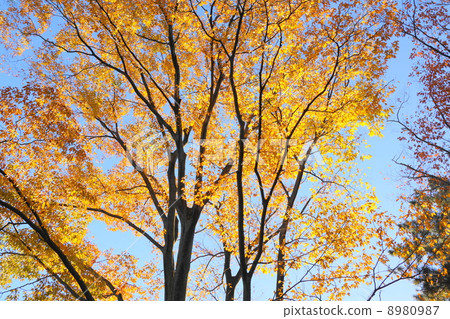 November leaves Zelkova longaceae 200 yellow leaves November leaves Zelkova longaceae 200 yellow leaves 8980987