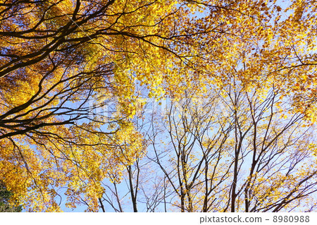 November leaf mosquito and maple family 01 yellow leaves 8980988