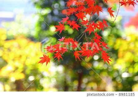 maple tree, kazo city, colored leaves of autumn 8981185