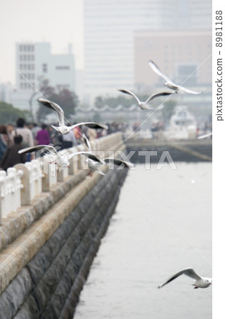 A group of seagulls 8981188