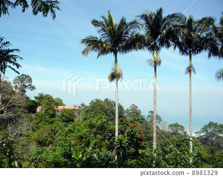 馬來西亞的叢林 馬來西亞的叢林 8981329