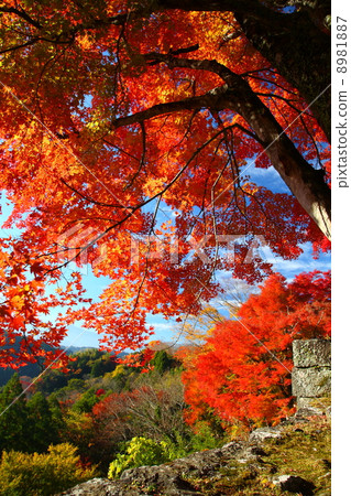 Autumn leaves of Okashiro Autumn leaves of Okashiro 8981887