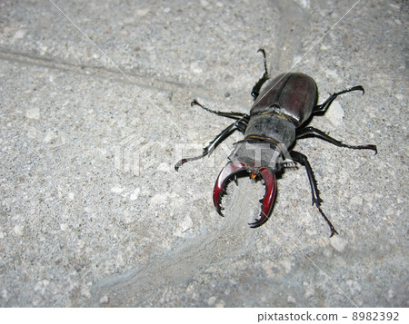 Common stag beetle 8982392