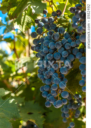 grape bunch, very shallow focus 8982492