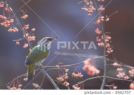 Aegeera sticking to the branch of Mayumi 8982707