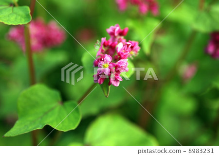 蕎麥花 蕎麥花 8983231