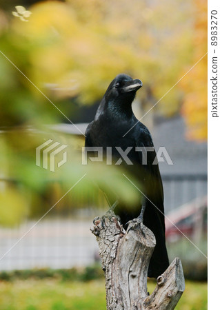 Crow Crow 8983270