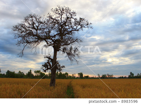 Single tree on rice green field Single tree on rice green field 8983596