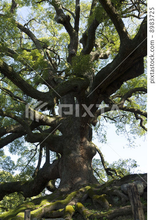 Large Camphor tree at the Blue Sengoku Monk's Market 8983725