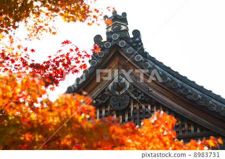 秋天的藍蓮花柱 8983731