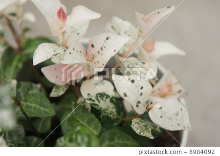 Goshikikazura Goshikikazura 8984092