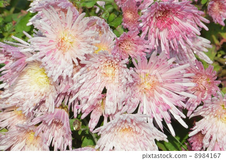 Edible chrysanthemums Edible chrysanthemums 8984167