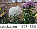 Kameido Tenjin Shrine Chrysanthemum exhibition 8984339