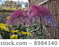 Kameido Tenjin Shrine Chrysanthemum exhibition 8984340