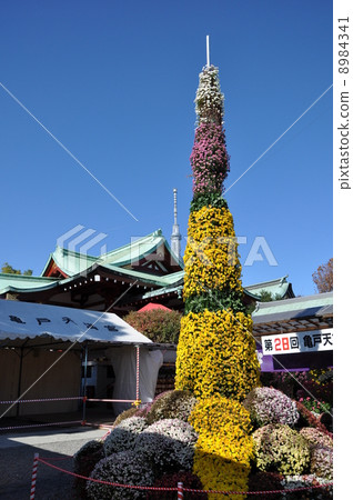 Kameido Tenjin Shrine Chrysanthemum exhibition 8984341