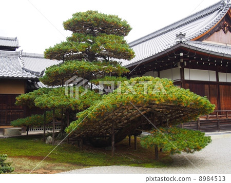 一棵松樹 8984513