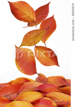 Fallen leaves / cherry blossoms 8984829