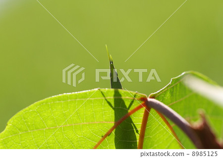 Ombatta hidden in the leaf of red-tailed red mule 8985125