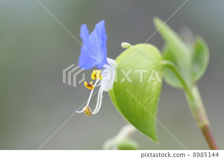 鴨蹠草 鴨蹠草 8985144