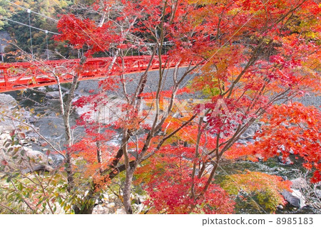 武田溫泉的秋葉（Muko河的上游）“新西宮觀光100選” 8985183