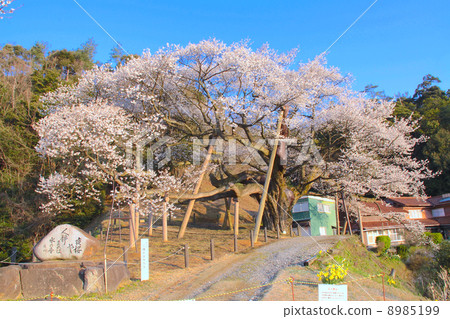 Sanmi Ohira cherry blossoms in full bloom in the morning sun (over 660 years old) "National Designated Natural Monument" Sanmi Ohira cherry blossoms in full bloom in the morning sun (over 660 years old) "National Designated Natural Monument" 8985199