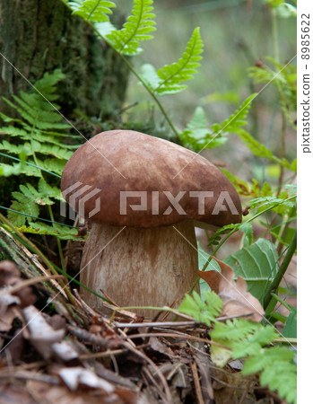 mushrum in the forest 8985622