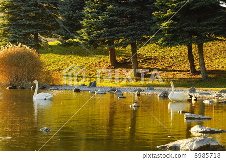 秋天深化公園(北見市) 秋天深化公園(北見市) 8985718