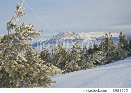 frost trees in mountains 8985725