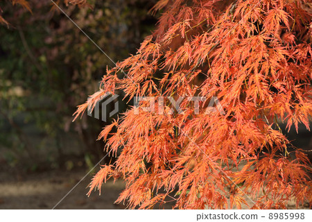 Autumn leaves of a mountain mountain 8985998