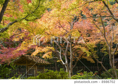 秋天的樹葉 8986702