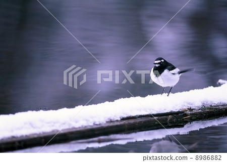 Sega sekirei in the snow 8986882