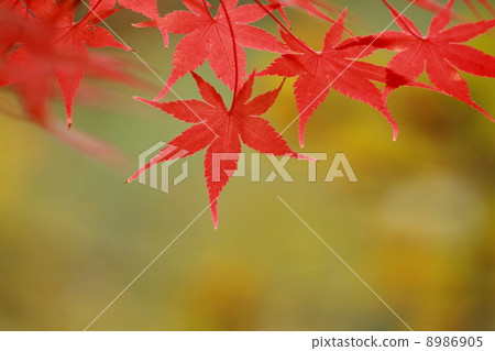 秋葉201311137 d 3 8986905