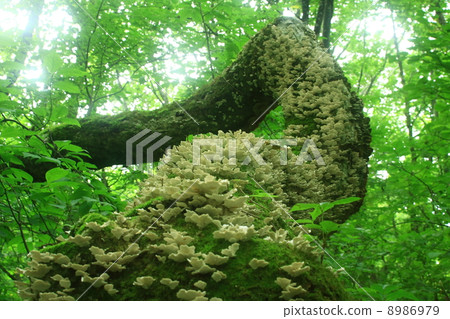 Forest work 8986979