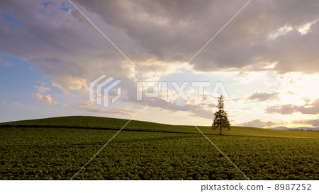 Christmas tree tree at dusk 8987252