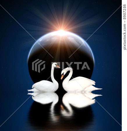 Two swans 8987286