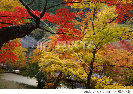 Konami河秋葉 8987686