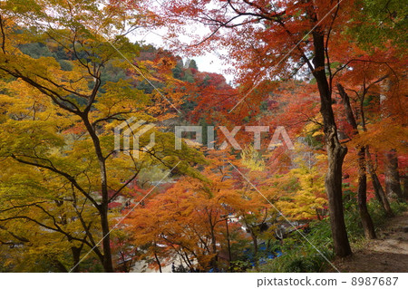 Konami河秋葉 8987687