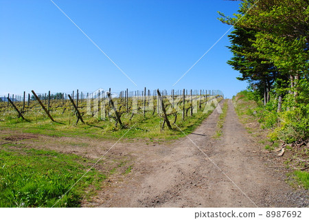 Wine vineyard · Yokocho cho, Hokkaido 8987692