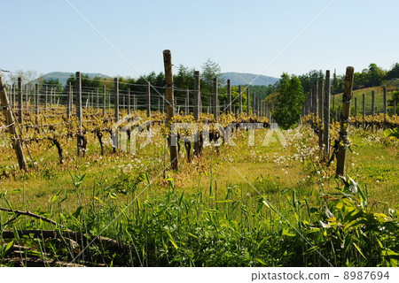 葡萄酒葡萄園（初夏）·北海道橫町町 8987694
