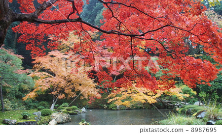 Kyoto Autumn leaves 8987695
