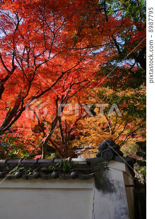 Kuanji秋葉 Kuanji秋葉 8987795