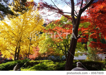 Autumn leaves of Kuanji 8987809