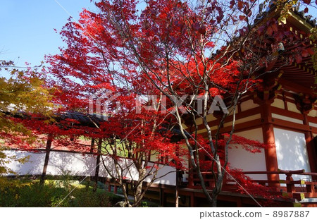 Kuanji秋葉 Kuanji秋葉 8987887