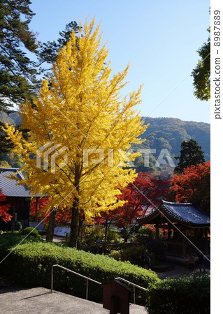 寬窄的銀杏 8987889