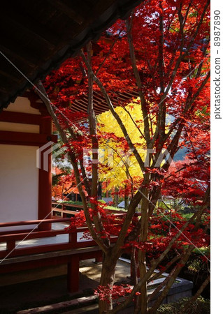 Autumn leaves of Kuanji Autumn leaves of Kuanji 8987890