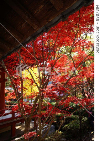 Autumn leaves of Kuanji Autumn leaves of Kuanji 8987894